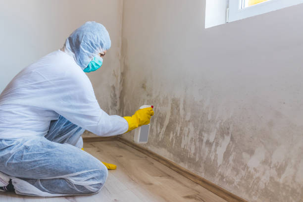 Licensed Mold Testing service in Jefferson, OR - WQB Mold Removal